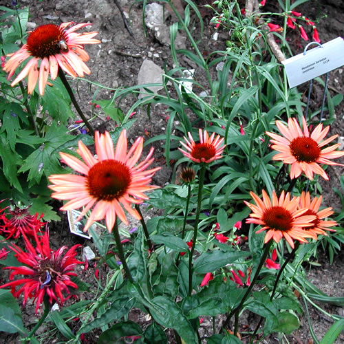 Echinacea hybrida Sundown